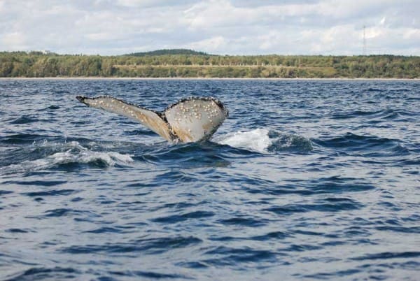 Whale Tail - Saguenay River