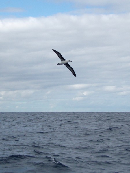 Royal Albatross off New Zealand