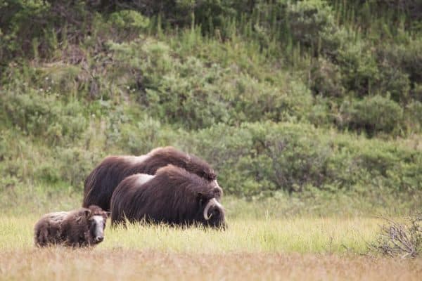 Muskox family outside Nome