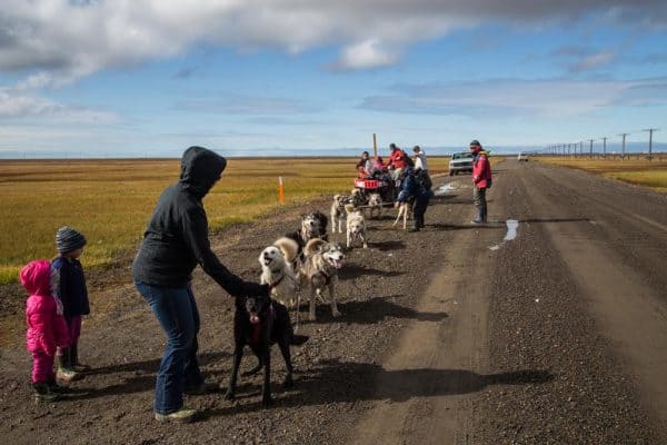 About to exercise Barrow's last remaining sled dog team