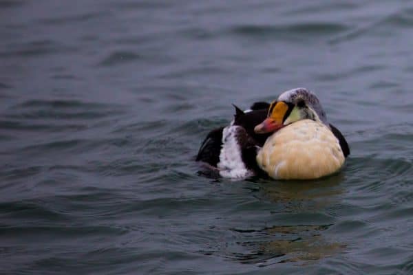 King eider morphing into winter plumage, Point Barrow