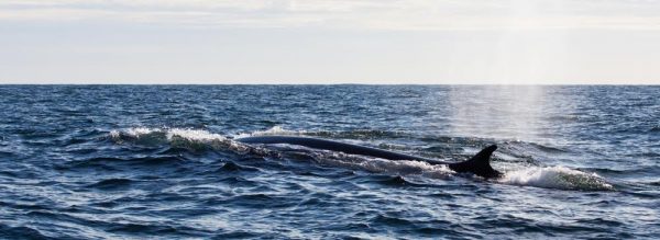 Fin whale spotted on the only fair weather day of the passage